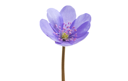 hepatica nobilis isolated on white backgroundの写真素材