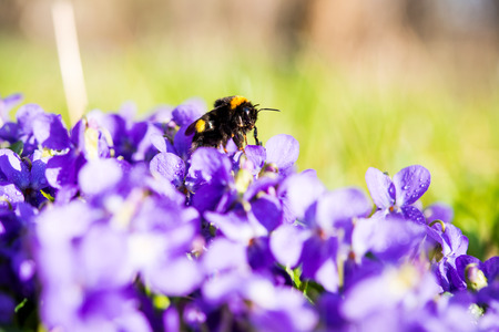 spring bumblebee on flowers of violets on a meadowの写真素材