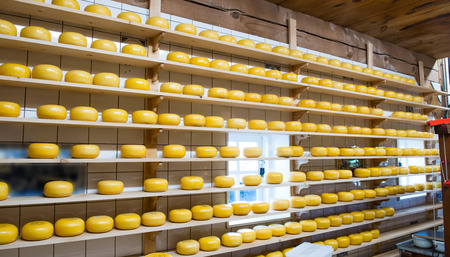 Dutch cheese in a cheese-making on the shelvesの写真素材