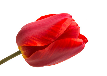 red tulip flower isolated on white backgroundの写真素材