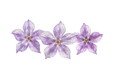  phlox flower isolated on white backgroundの写真素材