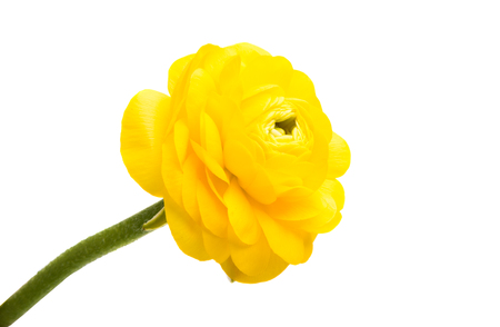 yellow buttercup isolated on white backgroundの写真素材