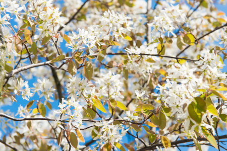 tree with blossoming white flowers against the blue sky in Stockholmの写真素材