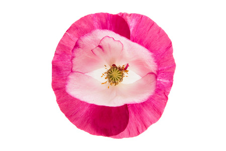 beautiful poppy isolated on white backgroundの写真素材