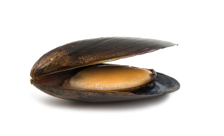 mussels isolated on white backgroundの写真素材