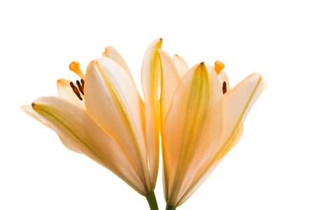 lily isolated on white backgroundの写真素材