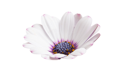 Osteosperumum Flower Daisy Isolated on White Background. Macro Closeupの写真素材