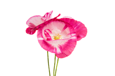 beautiful poppy isolated on a white backgroundの写真素材