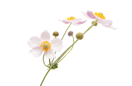Beautiful flower isolated on white backgroundの写真素材