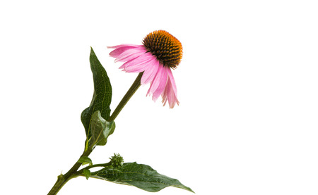 Echinacea flowers isolated on white backgroundの写真素材