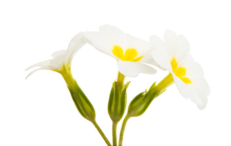 Primrose flowers isolated on white backgroundの写真素材