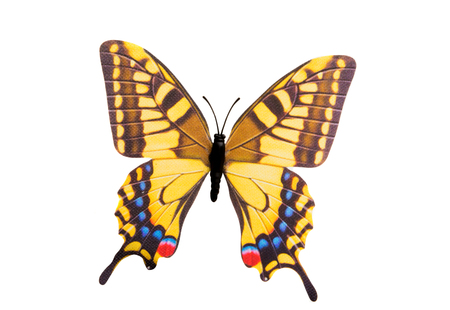 butterfly isolated on white backgroundの写真素材