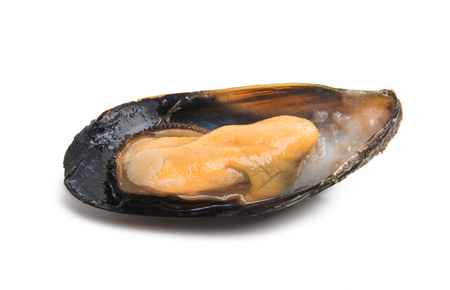 mussels isolated on white backgroundの写真素材