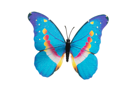 butterfly isolated on white backgroundの写真素材