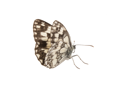 butterfly isolated on white backgroundの写真素材