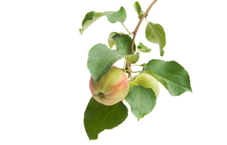 apple branch with apple isolated on white backgroundの写真素材