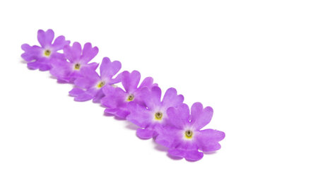 Verbena flowers isolated on white backgroundの写真素材