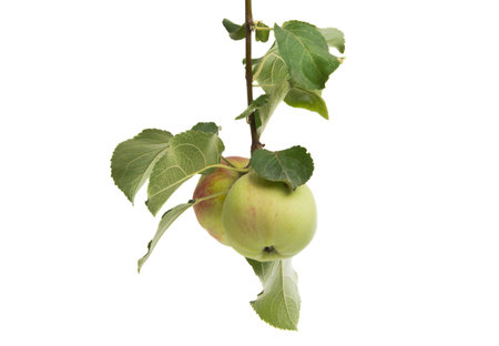 apple branch with apple isolated on white backgroundの写真素材