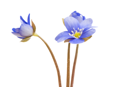 blue flower isolated on white backgroundの写真素材
