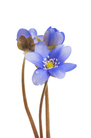 blue flower isolated on white backgroundの写真素材