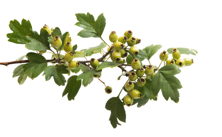 green hawthorn isolated on white backgroundの写真素材