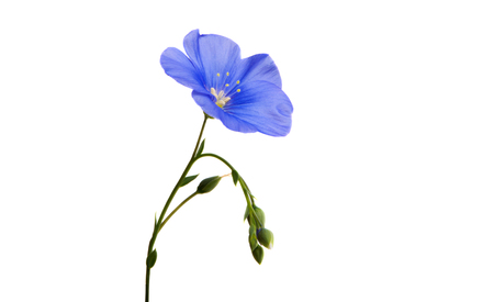 flax flower isolated on white backgroundの写真素材