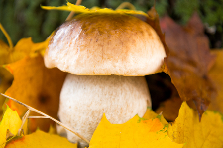 mushrooms growing in the autumn seasonの写真素材