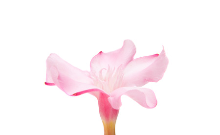 oleander flowers isolated on white background