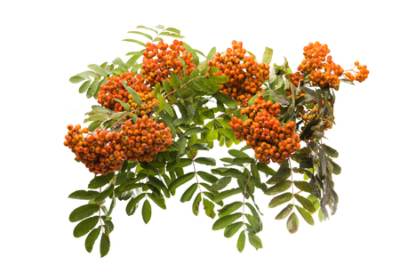 Branch with clusters of mountain ash isolated on white backgroundの写真素材