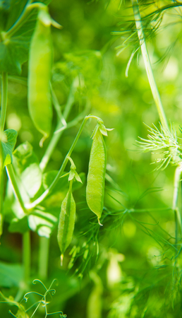 peas growing on the fieldの写真素材