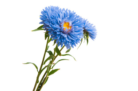 blue aster isolated on white backgroundの写真素材