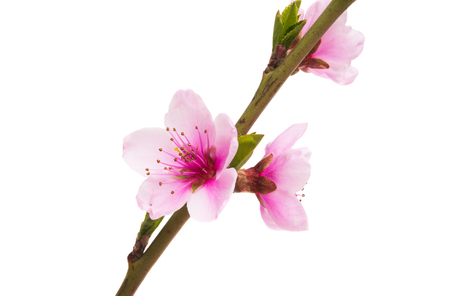 sakura flowers isolated on white backgroundの写真素材