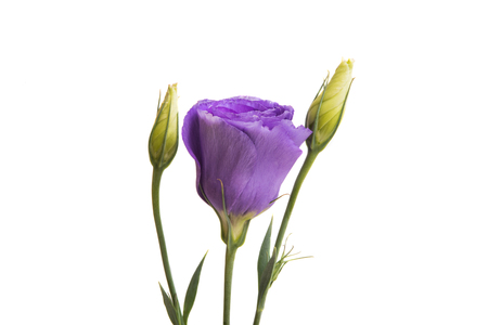 eustoma isolated on white backgroundの写真素材