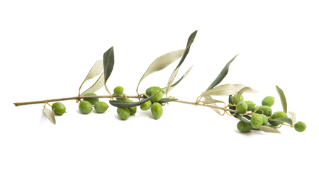 branch with green olives isolated on white backgroundの写真素材