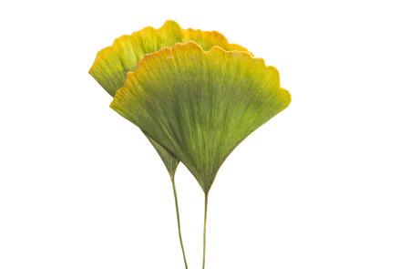 leaves of ginkgo biloba tree isolated on white background
