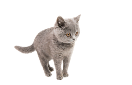 gray kitten isolated on white backgroundの写真素材