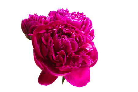 peony flower isolated on white backgroundの写真素材