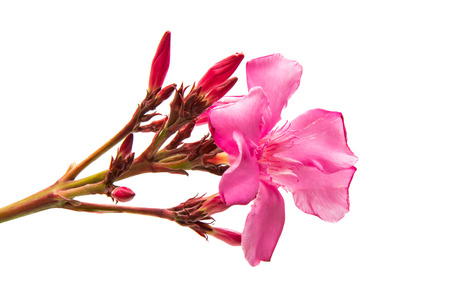 oleander flowers isolated on white background