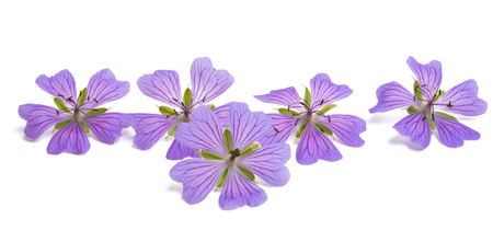 geranium flowers isolated on white background