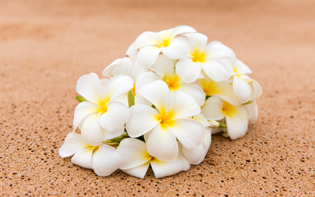 frangipani flower on the sandの写真素材