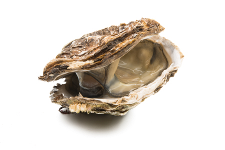 oyster isolated on white backgroundの写真素材