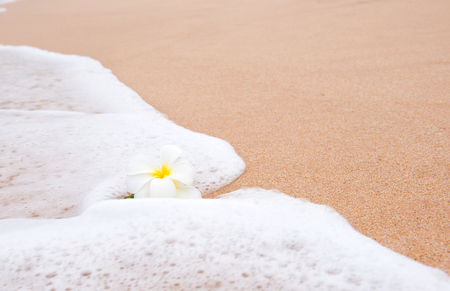 frangipani flower on the sandの写真素材