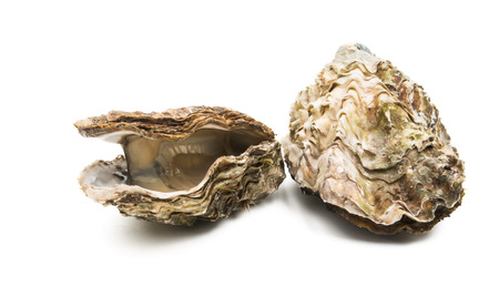 oyster isolated on white background