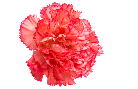 red carnation isolated on white backgroundの写真素材
