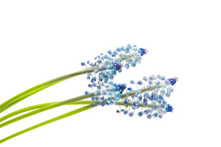 muscari isolated on white backgroundの写真素材