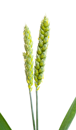 green wheat ear isolated on white backgroundの写真素材