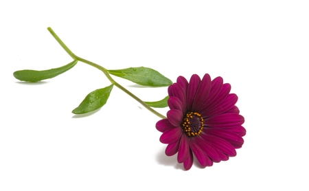 Osteosperumum Flower Daisy Isolated on White Background. Macro Closeupの写真素材