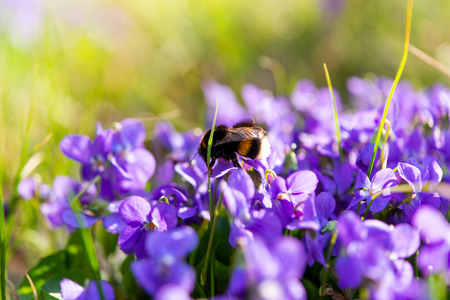 violets growing in a meadow in springの写真素材