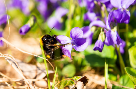 violets growing in a meadow in springの写真素材