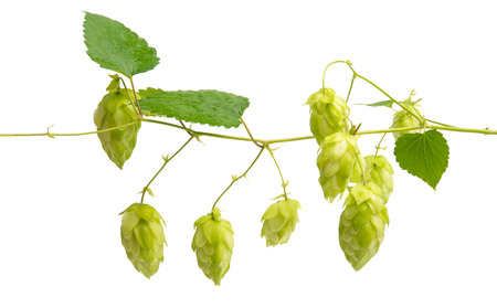 hop cones isolated on white background